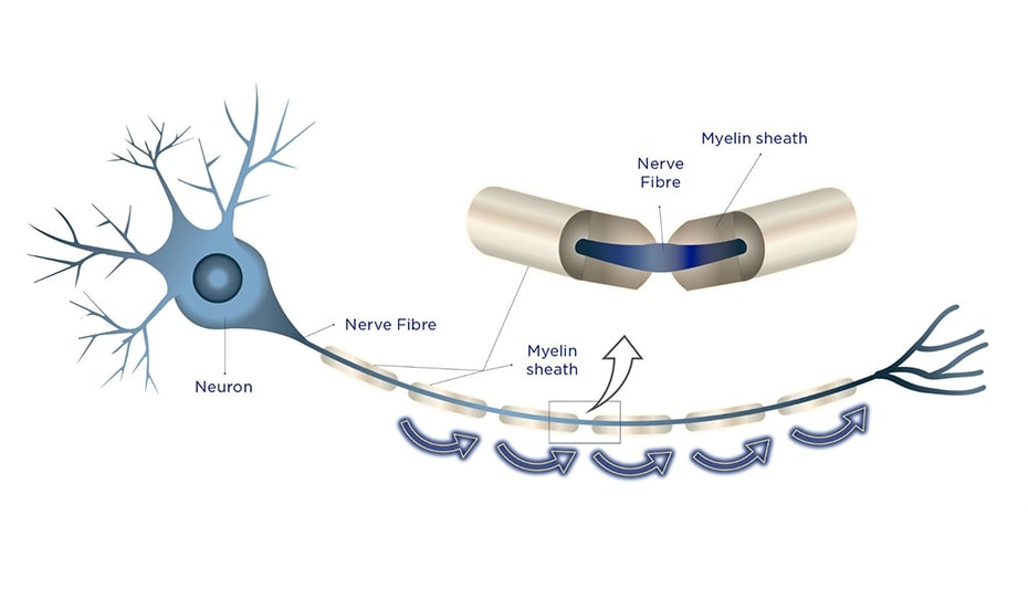 How Brain Connections Work