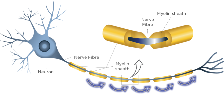 sphingomyelin01