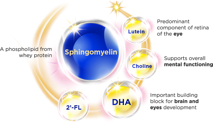 Key Nutrients Supporting Brain Connections