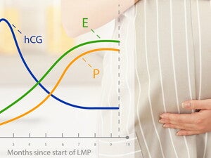 Pregnancy Calendar