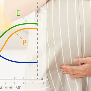 Pregnancy Calendar