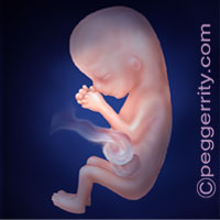 Trimester1-Week12 Trimester1-Week12