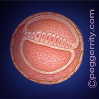Trimester1-Week3 Trimester1-Week3