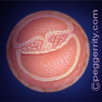 Trimester1-Week4 Trimester1-Week4