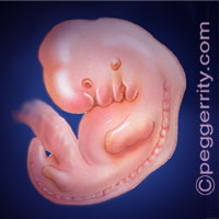 Trimester1-Week6 Trimester1-Week6