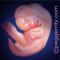 Trimester1-Week7 Trimester1-Week7